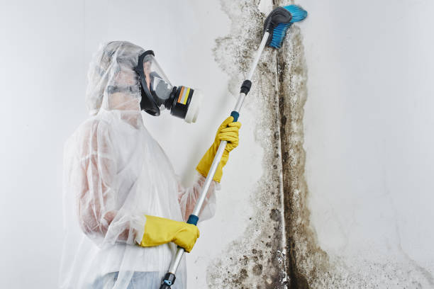 Best Black Mold Removal  in Amityville, NY