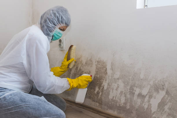 Mold Removal and Inspection in Amityville, NY