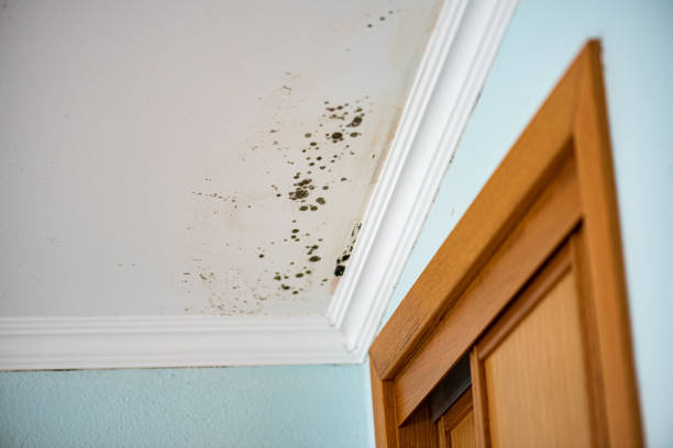 Best Mold Removal Process  in Amityville, NY
