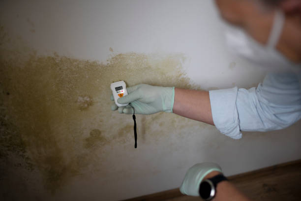 Best Mold Damage Repair  in Amityville, NY
