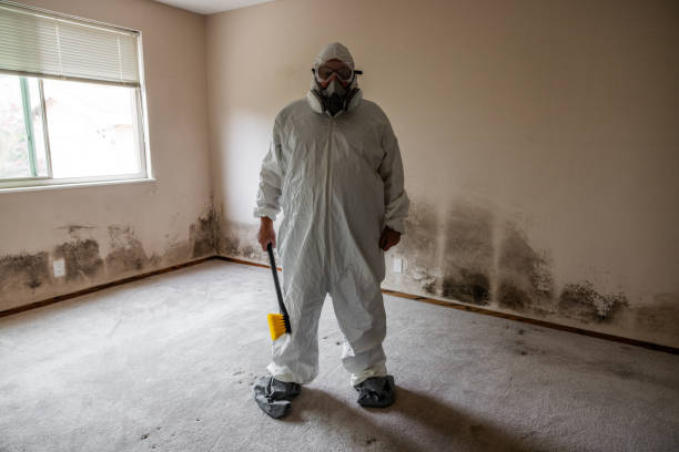 Best Mold Removal and Inspection  in Amityville, NY
