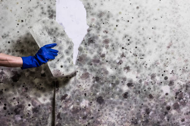Office Mold Removal Services in Amityville, NY